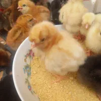 جوجه محلی  گلپایگان گردن گلابی و بلدرچین  نی‌ریز