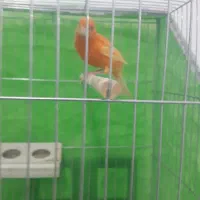 بزرگترین مجموعه قناریهای لوکس|پرنده|بهبهان, |دیوار