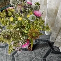 گل خاردارطبیعی