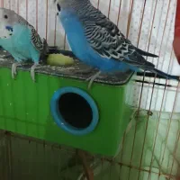 مرغ عشق۶۰۰مفت
