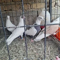 کفتر گرفتنی