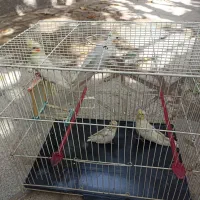 یک جفت عروس هلندی به همراه دو جوجه|پرنده|مشهد, شهرک امام سجاد|دیوار