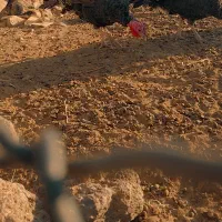 بوقلمون|حیوانات مزرعه|خاش, |دیوار