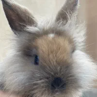 ۲عدد خرگوش نژاد دار