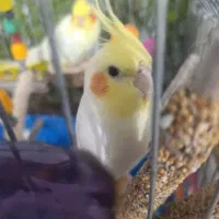 عروس هلندی|پرنده|کنگاور, |دیوار