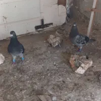 چند جفت مسافتی فروشی|پرنده|چابهار, |دیوار