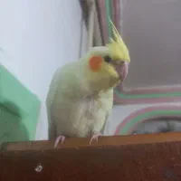 عروس هلندی ماده لوتینو کاملا اهلی|پرنده|تبریز, |دیوار