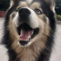 هاسکی مالاموت