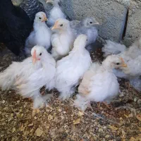 مرغ وخروس .جوجه وتخم کوشین وچاپنیز.آمروک