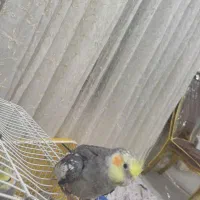 عروس هلندی|پرنده|مبارکه, |دیوار