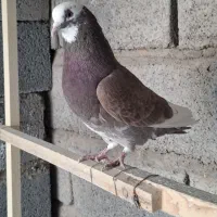 کفتر پرشی|پرنده|سیرجان, |دیوار