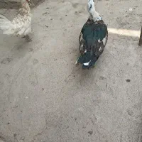 اردک خارجی نر