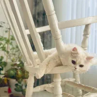 گربه نر برای جفت گیری|گربه|ارومیه, |دیوار