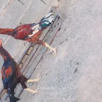 مشتری واقعی با این شماره تماس بگیره