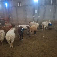 گوسفند شیشک آبستن دو ماهه|حیوانات مزرعه|نیر (اردبیل), |دیوار