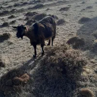 بز آبستن|حیوانات مزرعه|هیر, |دیوار