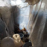 مرغ و خروس و جوجه نیمچه