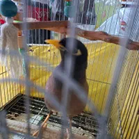 مینای دستی سخنگو