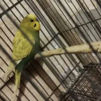 مرغ عشق مرغ عشق اسپنگل نر