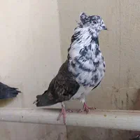 کبوتران|پرنده|شاهین‌شهر, فدک|دیوار