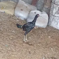 جوجه لاری و خروس|حیوانات مزرعه|زاوه, |دیوار