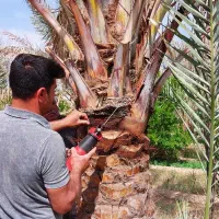 هرس درخت و اجرای آبیاری قطره ای|خدمات باغبانی و درختکاری|مرودشت, فرهنگ|دیوار