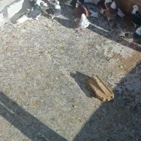 کبوتر|پرنده|تبریز, |دیوار