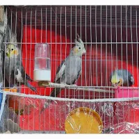 عروس هلندی پرورش خانگی|پرنده|مشهد, ادیب نیشابوری (شهرک غرب)|دیوار