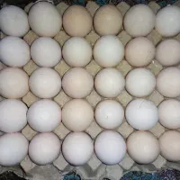تخم مرغ دو زرده محلی ارگانیک