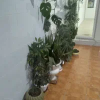 گل و گلدان|گل و گیاه طبیعی|ایلام, |دیوار