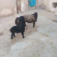 میش بره دار و ابستن
