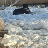 واگذاری‌سگ