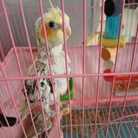 عروس هلندی جوجه|پرنده|رشت, کوی مهر|دیوار