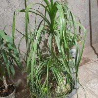 گل و گل آپارتمانی