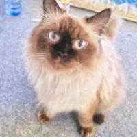 گربه گم شده|حیوانات|خرمشهر, |دیوار