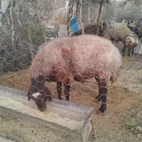 قوچ‌‌افشاری‌درجه ۱