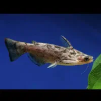 ۷ عدد ماهی معاوضه با ماهی بزرگ|ماهی|تبریز, |دیوار