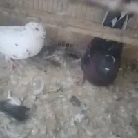 بچه کفتر مفلق|پرنده|یزد, |دیوار