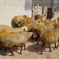 ۲۸ راس میش و گوسفند جوان با بره درشت پاییزه|حیوانات مزرعه|سنندج, |دیوار