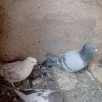 کبوتر|پرنده|داراب, |دیوار