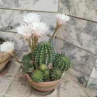 گل طبیعی قیمت توافقی