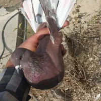 دوعد کبوتر|پرنده|ارومیه, |دیوار