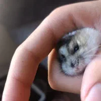 همستر مینیاتوری(کمپل)