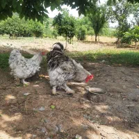 فروش و معاوضه جوجه برهما از پدر مادر وارداتی|حیوانات مزرعه|قائمشهر, |دیوار