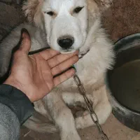 سگ قهدرجونی