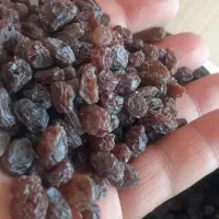 فروش ویژه کشمش مویز آفتاب خشک تاکستان