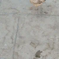 مرغ