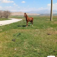 اسب عرب....|اسب و تجهیزات اسب‌سواری|کرمانشاه, |دیوار