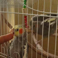 عروس هلندی طوطی عروس