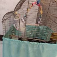 عروس هلندی|پرنده|تهران, وصفنارد|دیوار